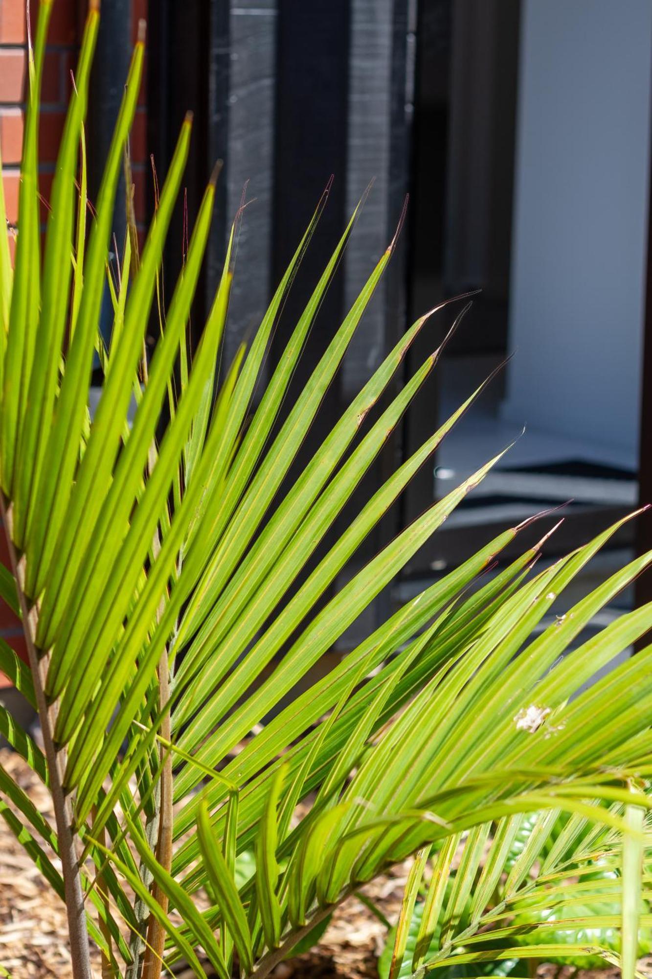 Conveniently Located 2Br Townhouse In West Akl Lejlighed Auckland Eksteriør billede